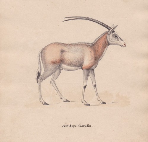 Gazelle antilope original - gazelle,
