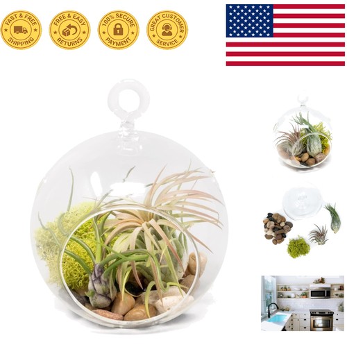 Modern flat bottom terrarium - flat,