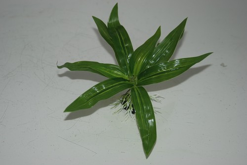 Aquarium vert plante avec - aquarium,