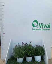 PLANTE DE LAVANDE ANGUSTIFOLE