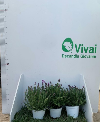 Plante lavande angustifole - de,