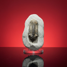 Colorful Moroccan Trilobite