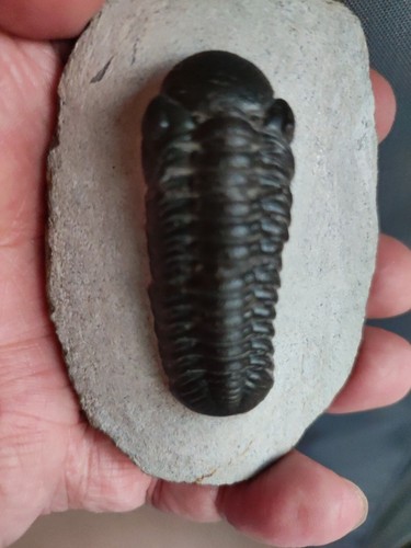Trilobite boekos stelkei - boekos, du