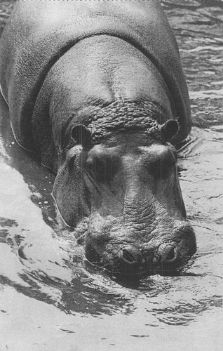 Paris parc zoologique bois - 75,