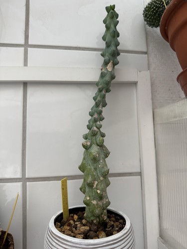 Cactus myrtillocactus - cactus,