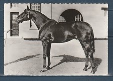 CPSM vers 1960  faune animaux cheval chevaux pur sang  Anglais