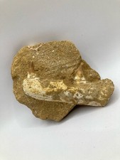 Mâchoire de mosasaure fossile