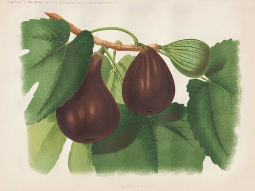Fig figuier figue figs - figue, arbre
