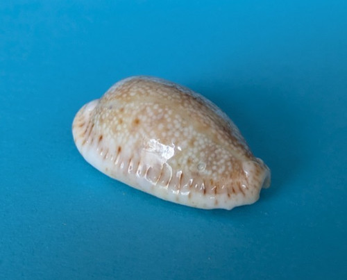Cypraea erosa chlorizans 9 - cypraea,