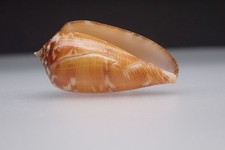 115 - Sea shells -Conus