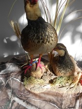 perdrix rouge en couple 