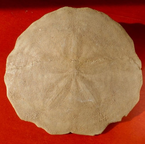 Oursin fossile miocène - miocÈne, de