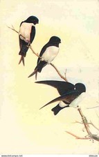 Animaux - Oiseaux - Delichon Nipalensis - Dessin de John Gould - CPM - Voir Scan