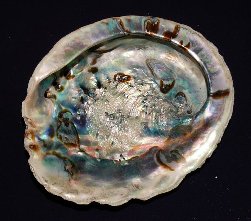 Coquille escargot seeohr - de,