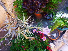 aériennes ,épyphites , soleil =  6à 8ramifications +supplements offerts 