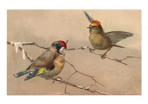 Oiseaux chardonneret cpa - .,