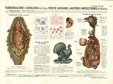 Cabinet de curiosité 1906 anatomie du dindon & des poules planche n°65