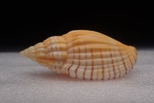 68 - Lyria (Indolyria)