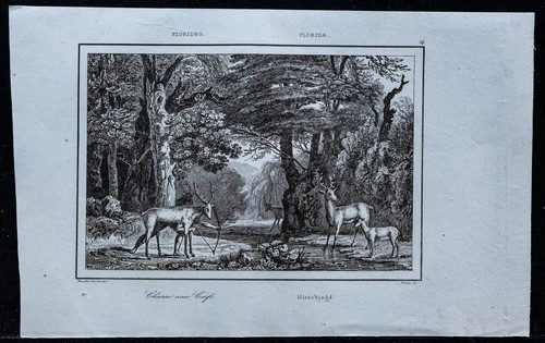 1837 chasse cerf - cerf,