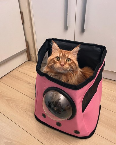 Sac dos chat xxl chien - chat,