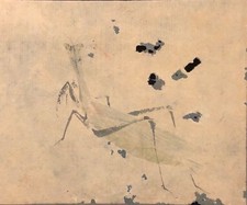 Japon aquarelle très ancienne  entomologie insecte mante religieuse