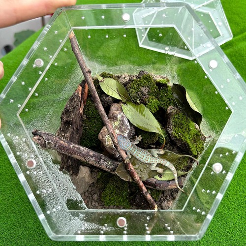 Terrarium acrylique pour - acrylique,