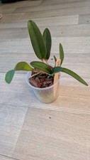 Cattleya penny kuroda - penny, spots