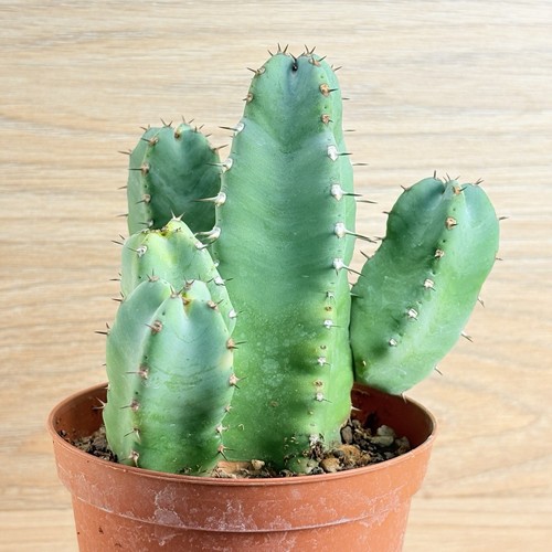 Euphorbia resinifera pot - euphorbia, 10
