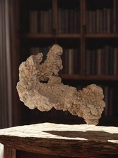 Ancien coquillage décoratif vintage, grand format pour collection ou décoration 