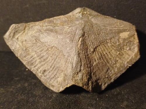 Fossile bivalve spirifer - bivalve,