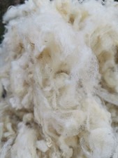 Laine mouton Vrac non cardée des Pyrénées filage rembourrage 1,200 Kg