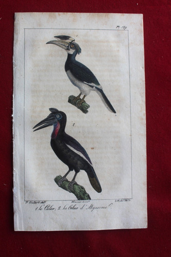 Gravure colorée oiseaux - oiseaux, 1824