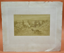 Photogravure XIXème - Le chien et les moutons sortant de l'enclos - F. Ceramano