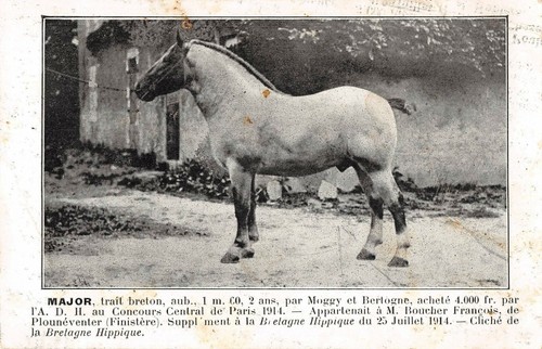 Cpa bretagne hippique major - bretagne,