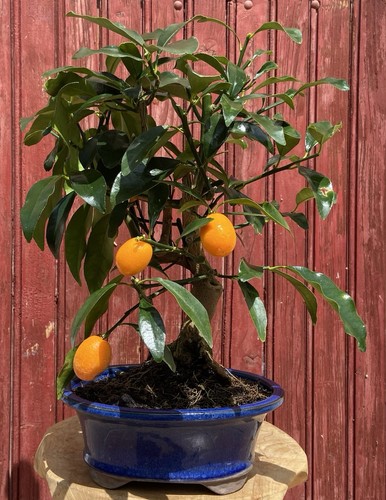 Bonsaï agrume citrus - citrus, kumquat