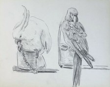 Dessin Vintage Fusain Étude