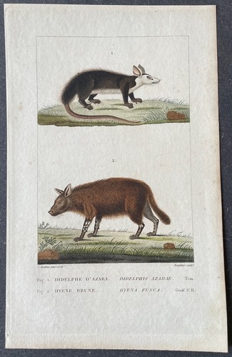 Histoire naturelle hyène - histoire,