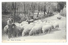 PYRENEES berger et son troupeau de moutons gros plan