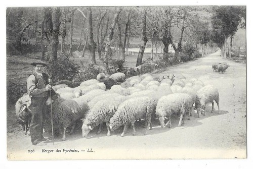 Pyrenees berger son - et,