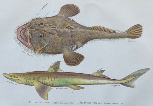 Zoologie lophie baudroie - zoologie, lophie-baudroie