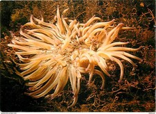 Animaux - Poissons - Féérie sous Marine - Anémone de mer (Anémona sulcata) - Hyd
