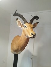 taxidermie d'impala empaillé ancien cabinet de curiosité animaux decors