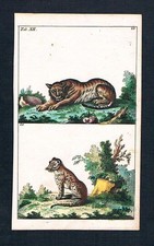 1800 - Léopard Ozelot Ocelot