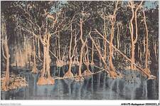 AHNP5-0504 - AFRIQUE - MADAGASCAR - les palétuviers