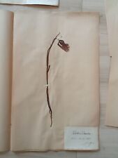 Ancien Herbier Botanique  Histoire Naturelle 1892 Fritillaire damier Cholet 