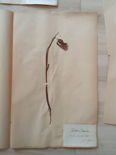 Ancien herbier botanique - ancien,