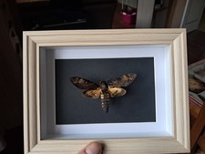 Papillon Sphinx tête de mort