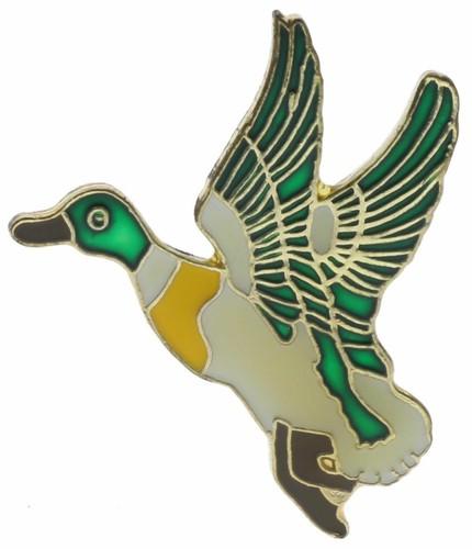 Mallard duck green head - duck,