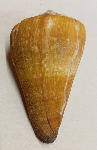 Conus distans - conus,