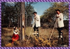 carte postale vers le pays landais les échassiers